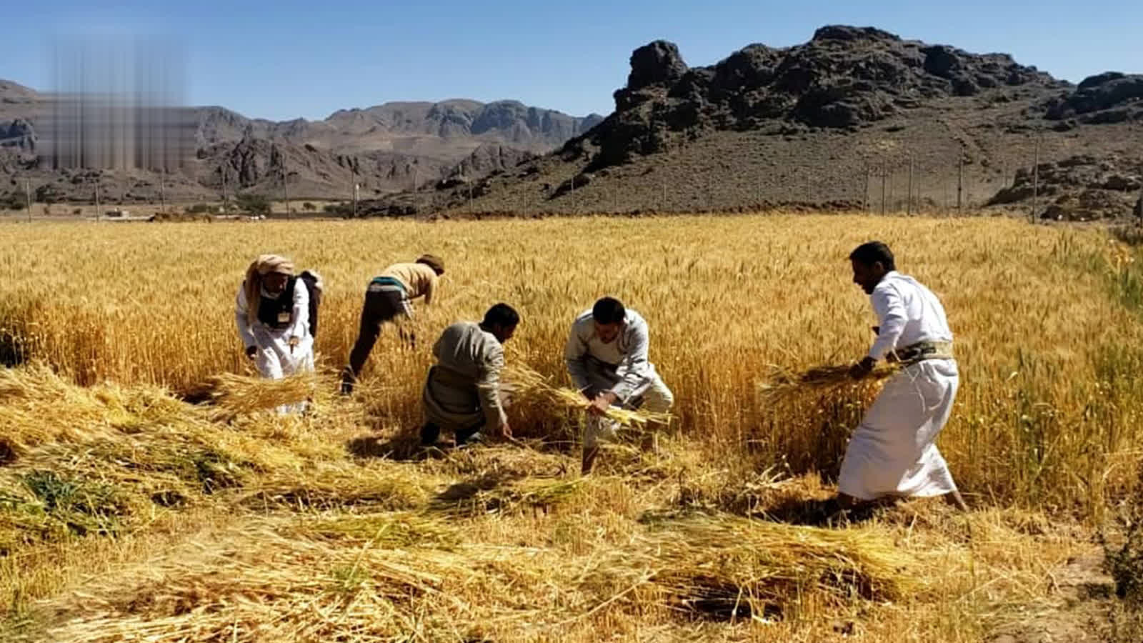 دراسة: تحقيق الاكتفاء الذاتي من القمح في اليمن يتطلب التوسع بزراعة 82 ألف هكتار سنويًا