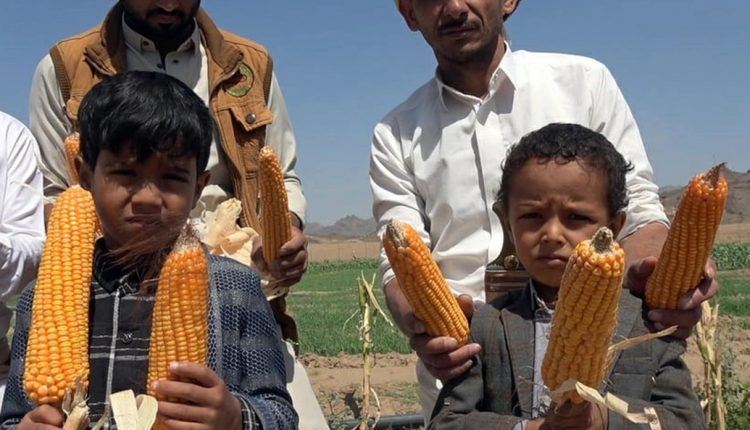 الذرة الشامية 0001