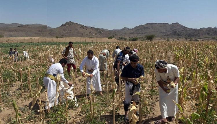 الذرة الشامية01